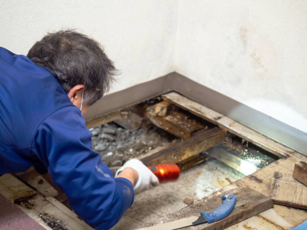 Best Certified Mold Removal  in Cos Co, CT