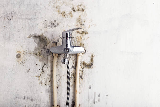  Cos Co, CT Mold Removal Pros