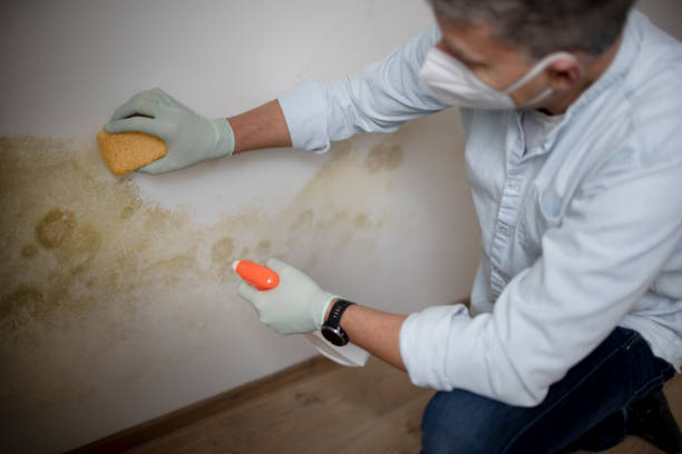 Best Attic Mold Removal  in Cos Co, CT
