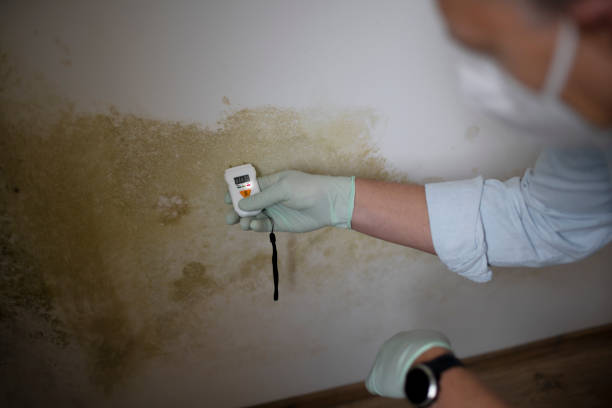 Best Emergency Mold Removal  in Cos Co, CT