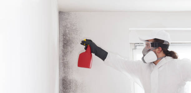 Best Certified Mold Removal  in Cos Co, CT