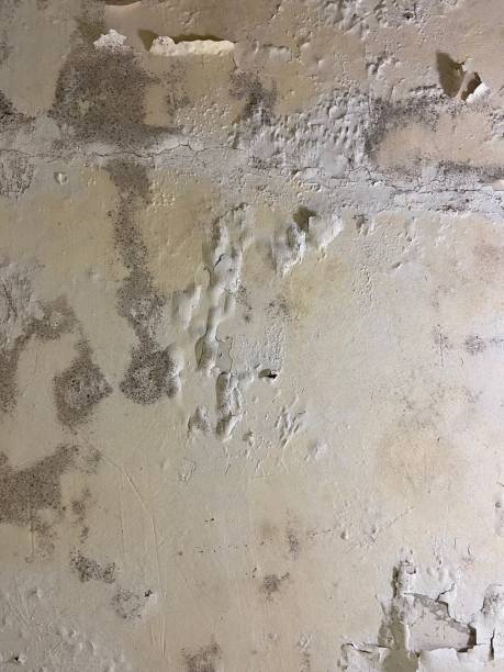 Best Mold Cleaning Services  in Cos Co, CT