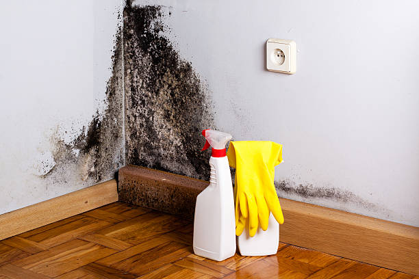 Trusted Cos Co, CT Mold Removal Experts