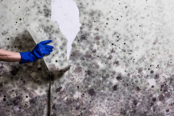 Best Mold Damage Repair  in Cos Co, CT