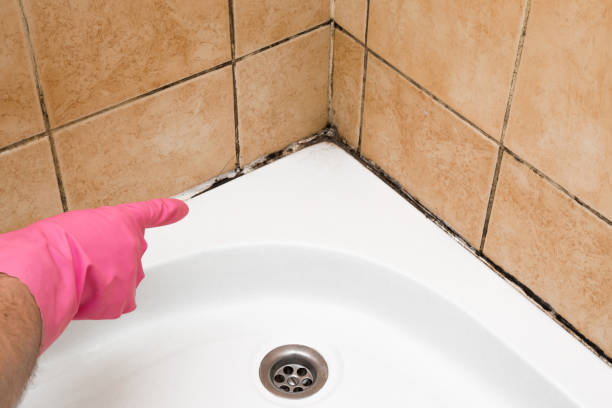 Best Toxic Mold Removal  in Cos Co, CT